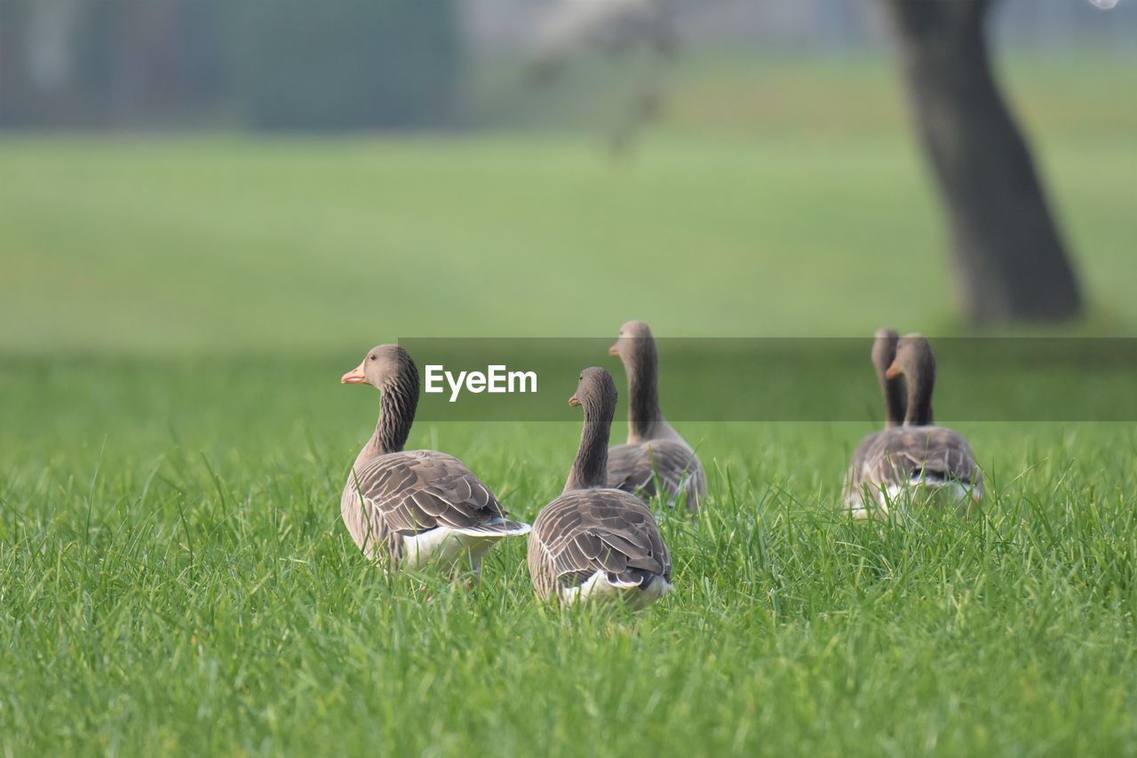 Grey geese on green field