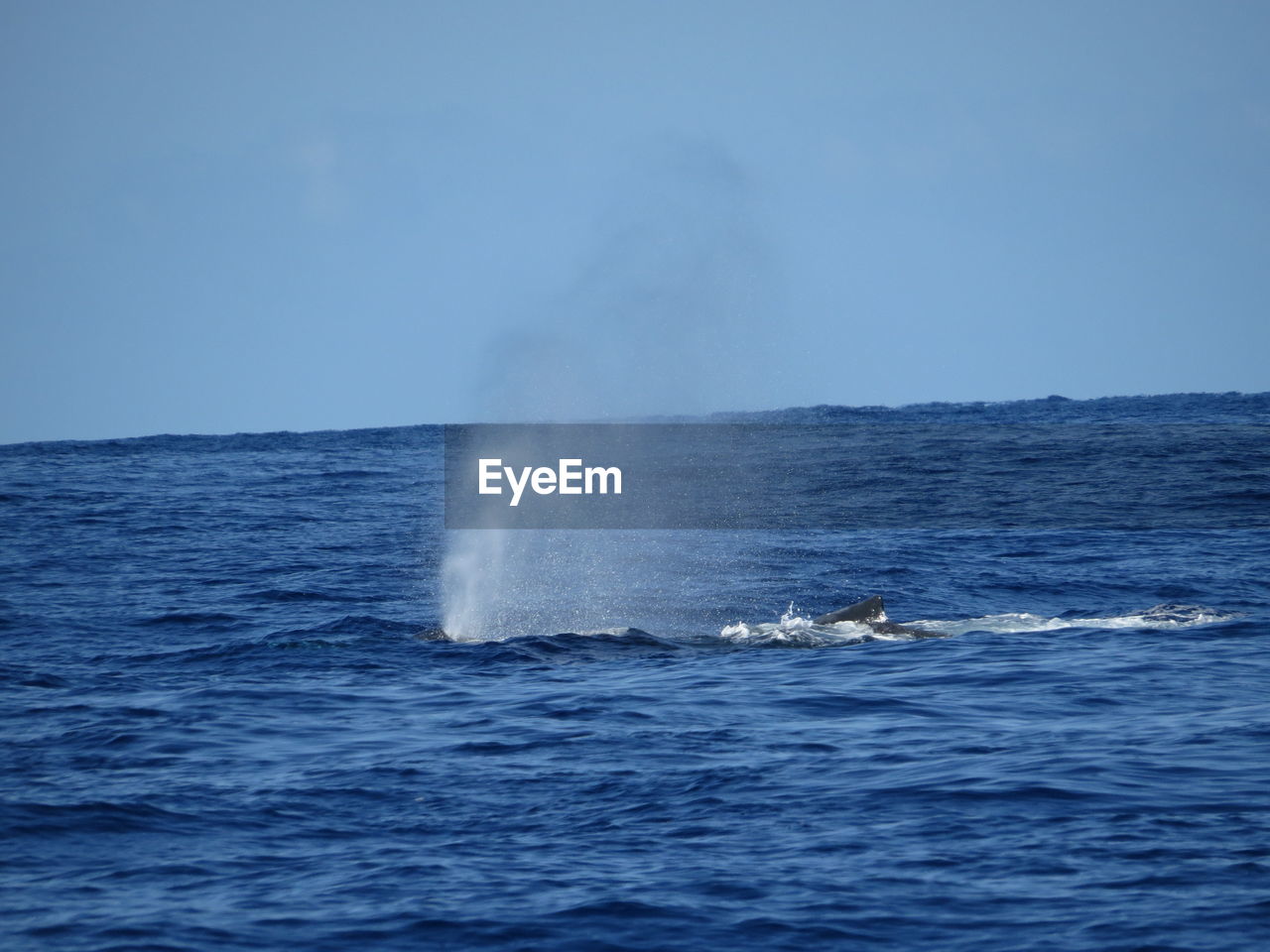 Humpback whale splashing water against clear sky