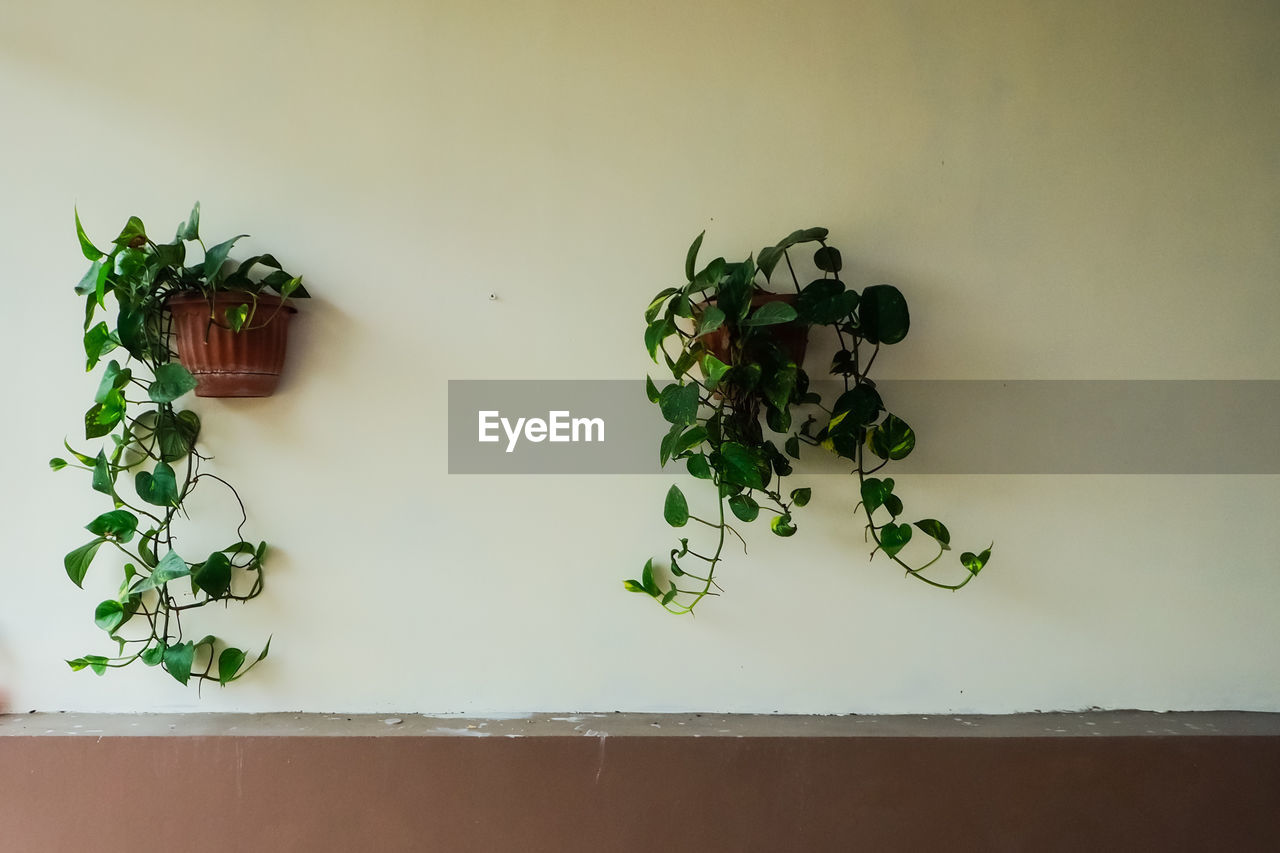 green, leaf, plant, nature, art, indoors, no people, plant part, flower, food, food and drink, growth, potted plant, herb, healthy eating, wall - building feature, freshness, vegetable, copy space, wellbeing, floristry