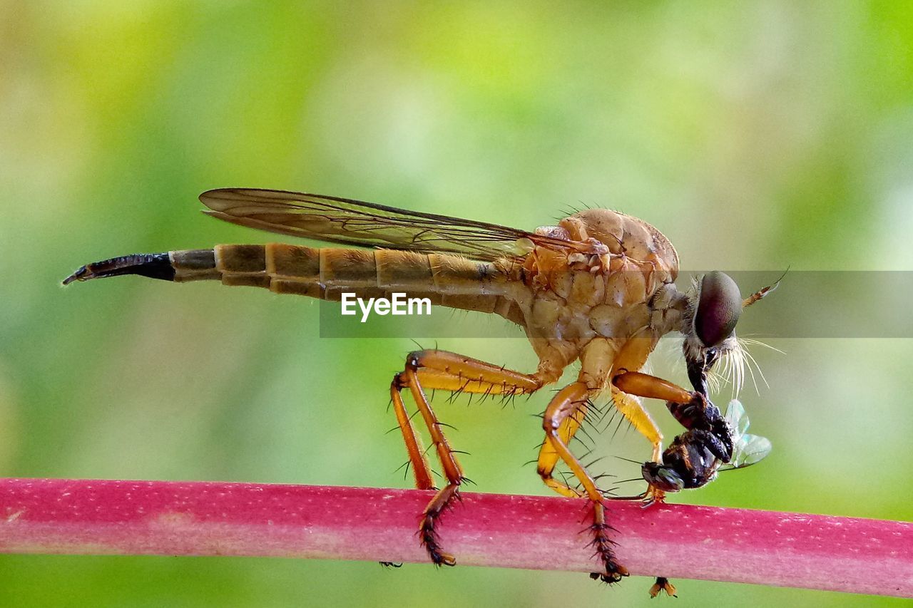 CLOSE-UP OF DRAGONFLY ON LEAF