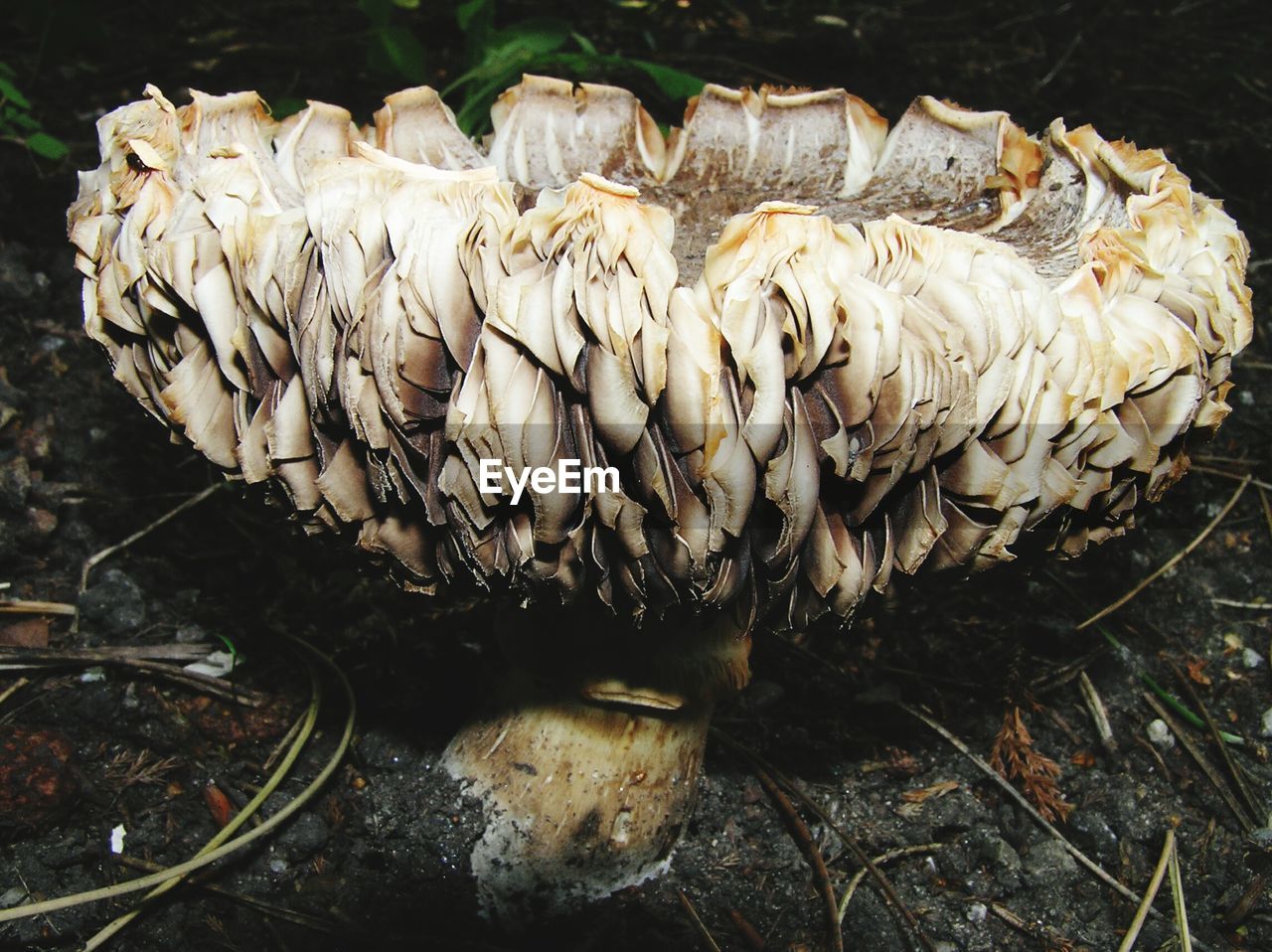 Close-up of fungus growing on field