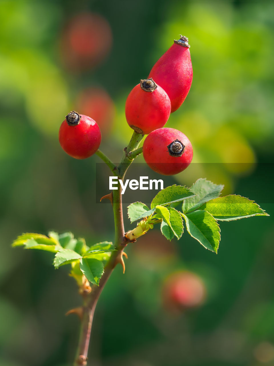 CLOSE-UP OF CHERRIES ON PLANT