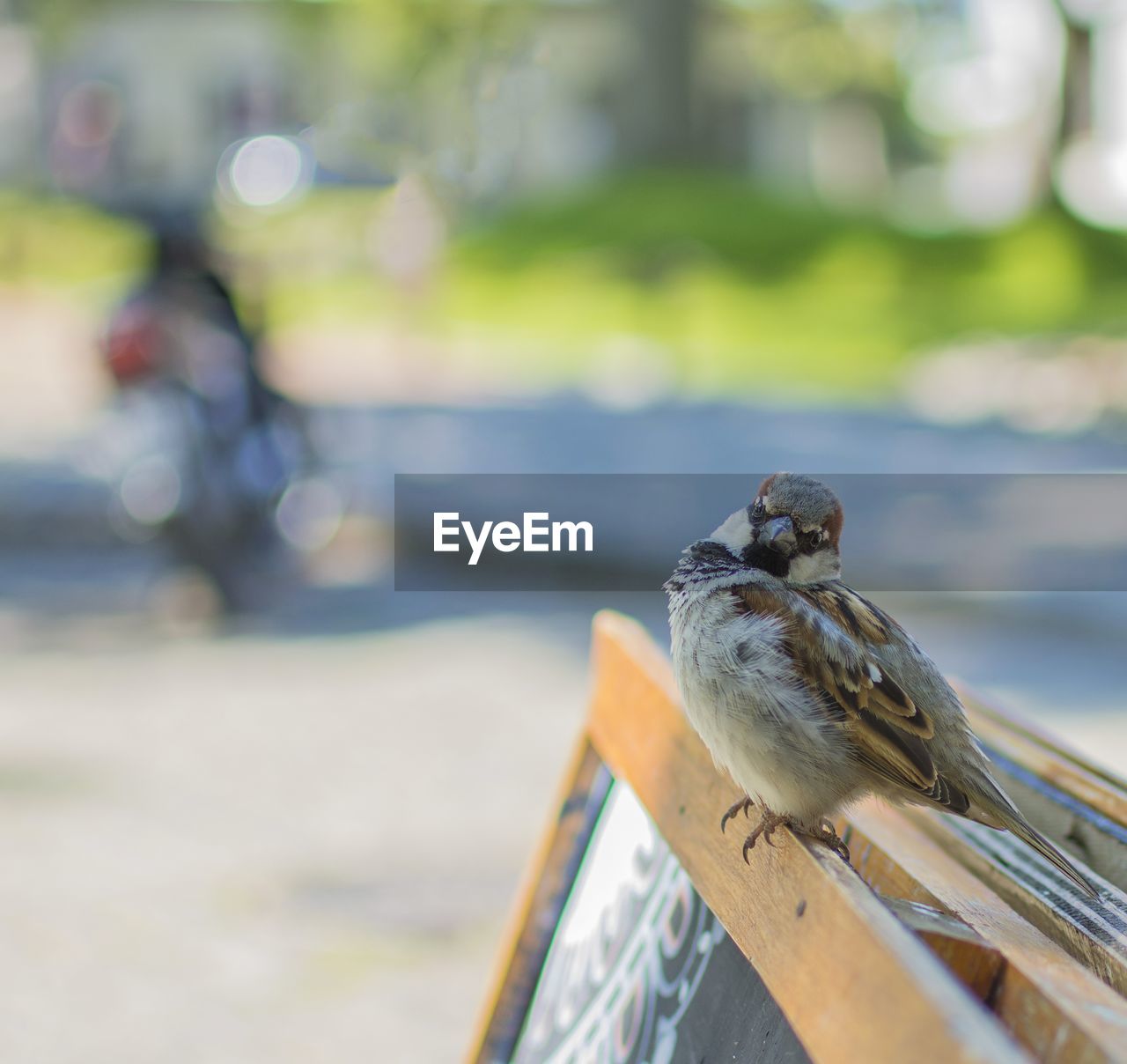 Close-up of bird perching on railing