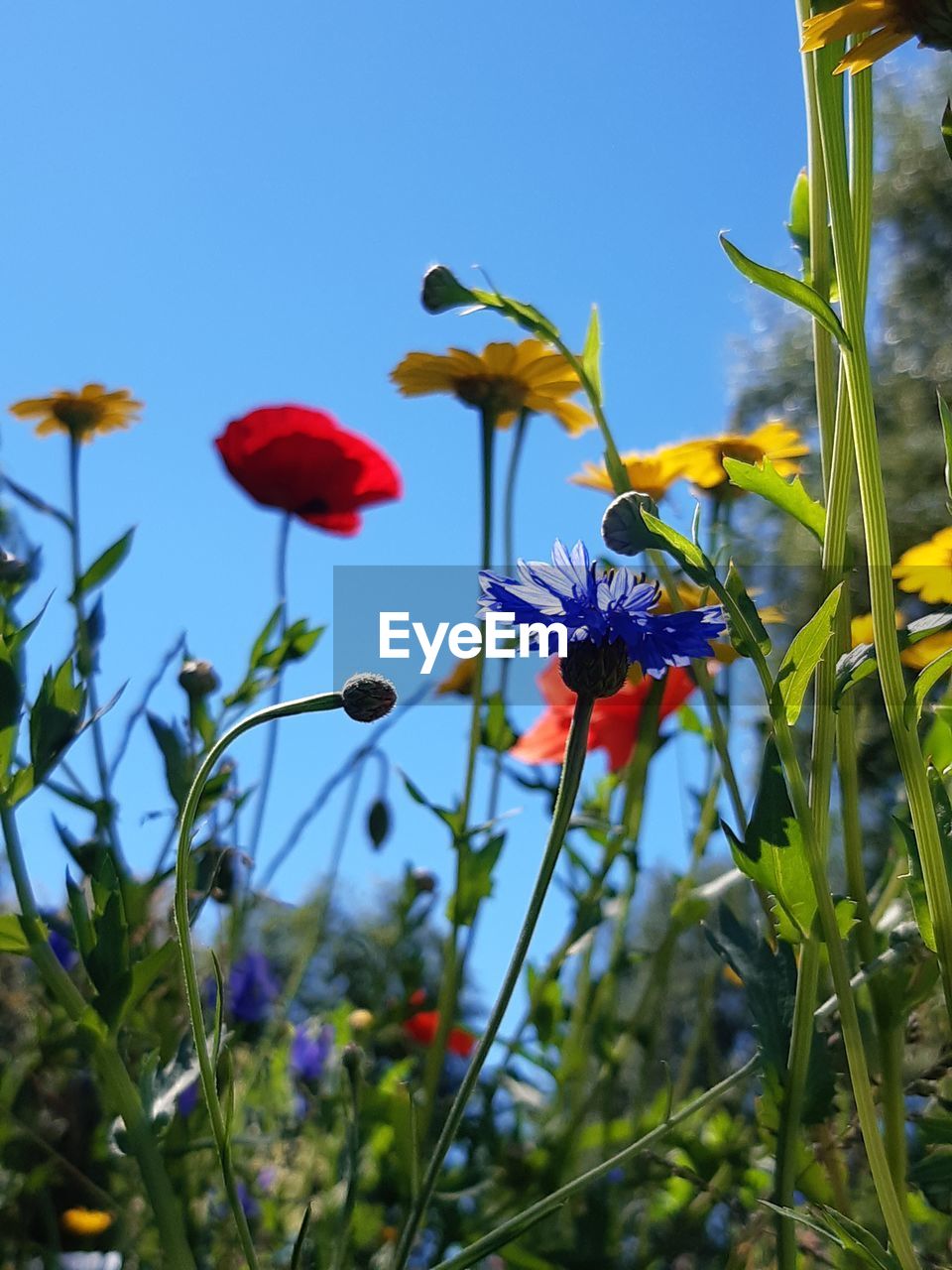 CLOSE-UP OF RED FLOWERING PLANTS AGAINST SKY