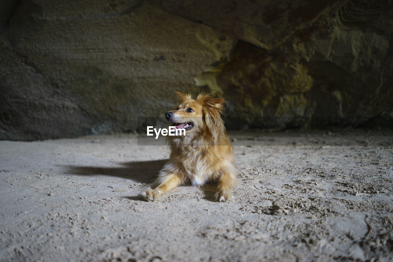 Dog sitting in cave