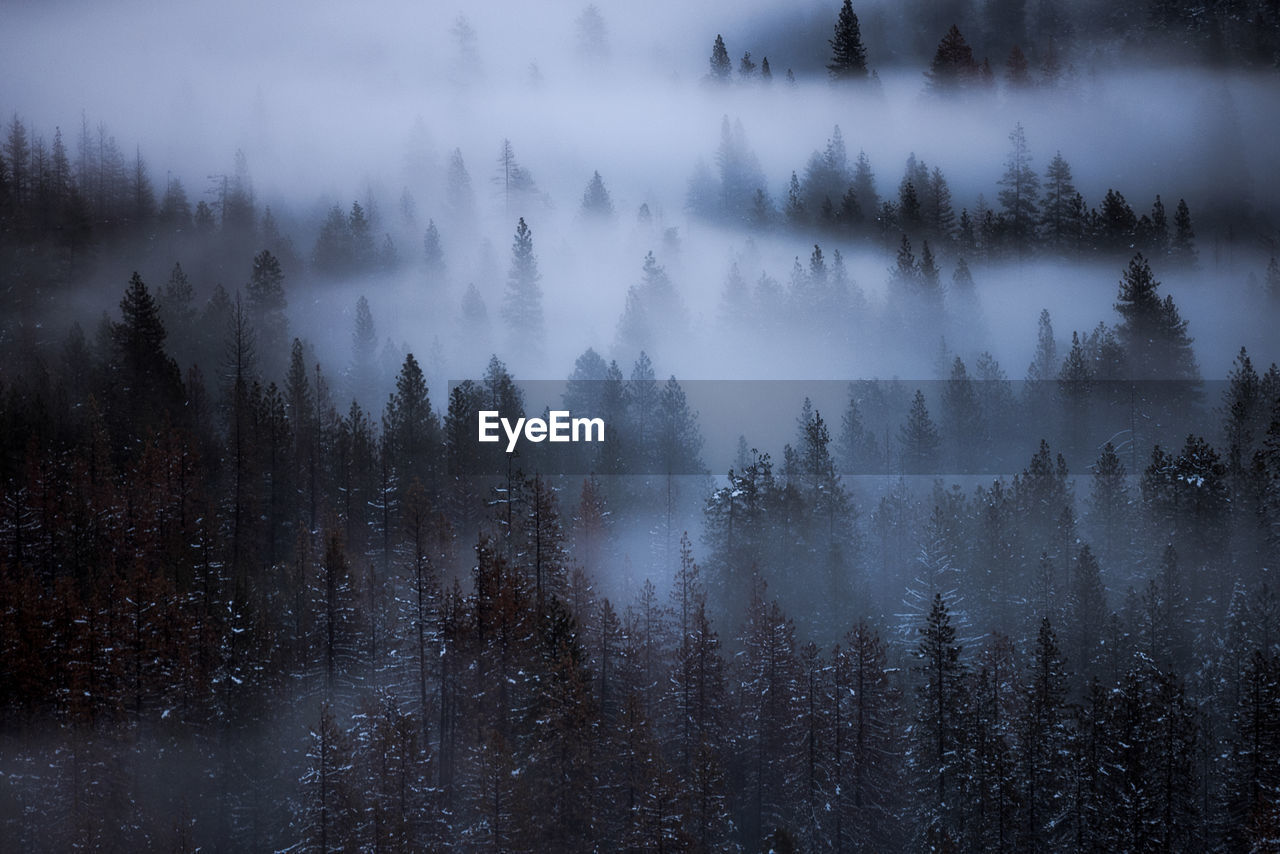 High angle view of trees in forest during foggy weather