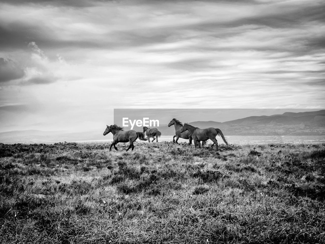 Horses running on field against sky