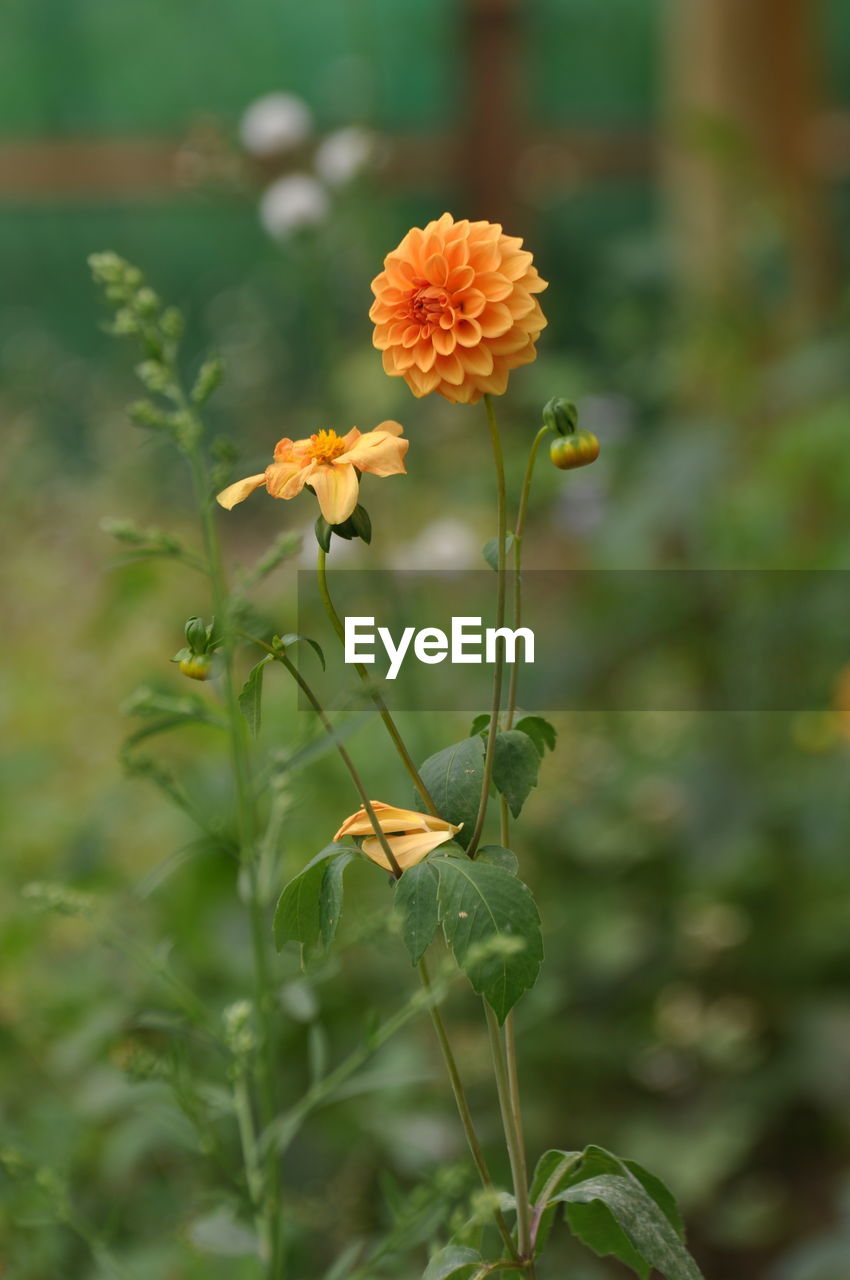 Close-up of flowering plant