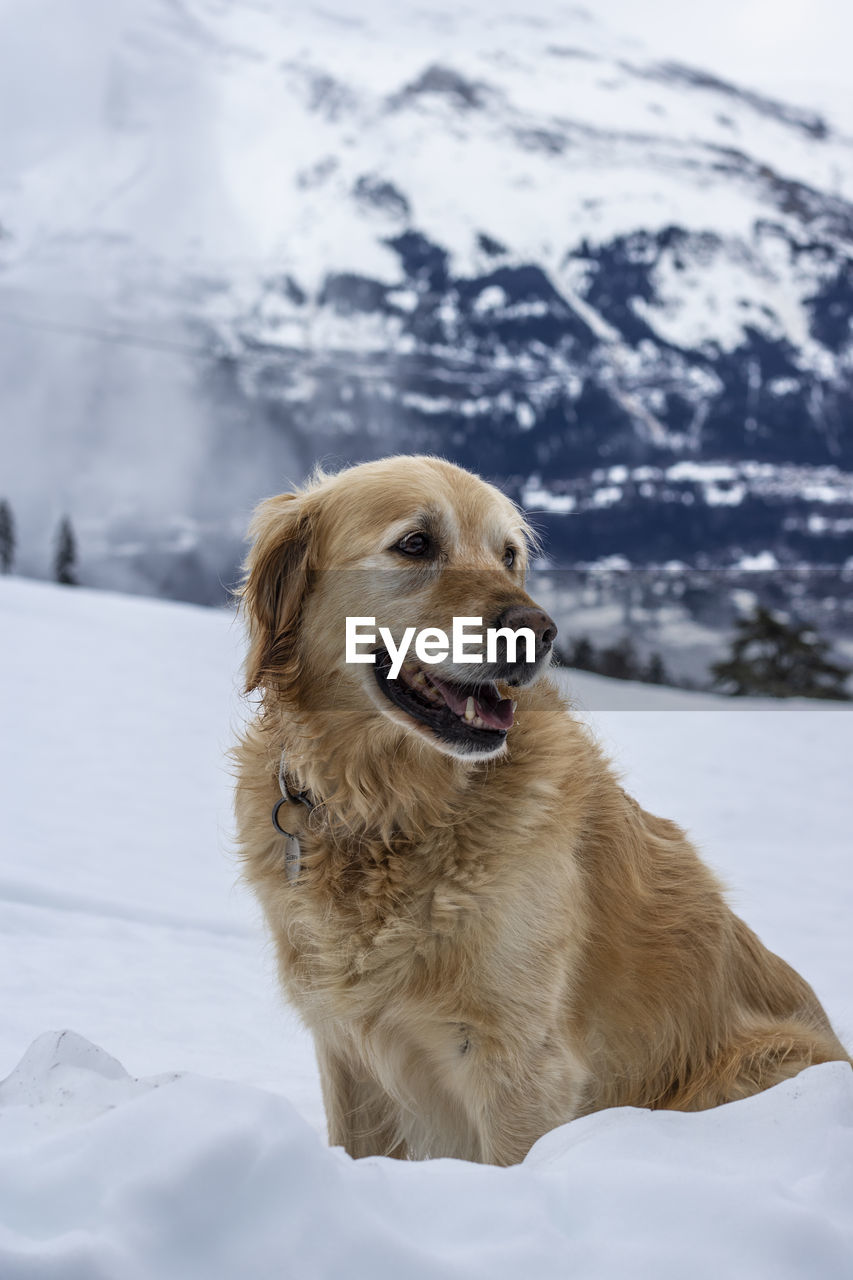 Dog looking away on snowcapped mountain