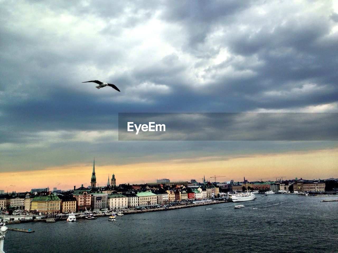 Bird flying over sea with cityscape in background against cloudy sky