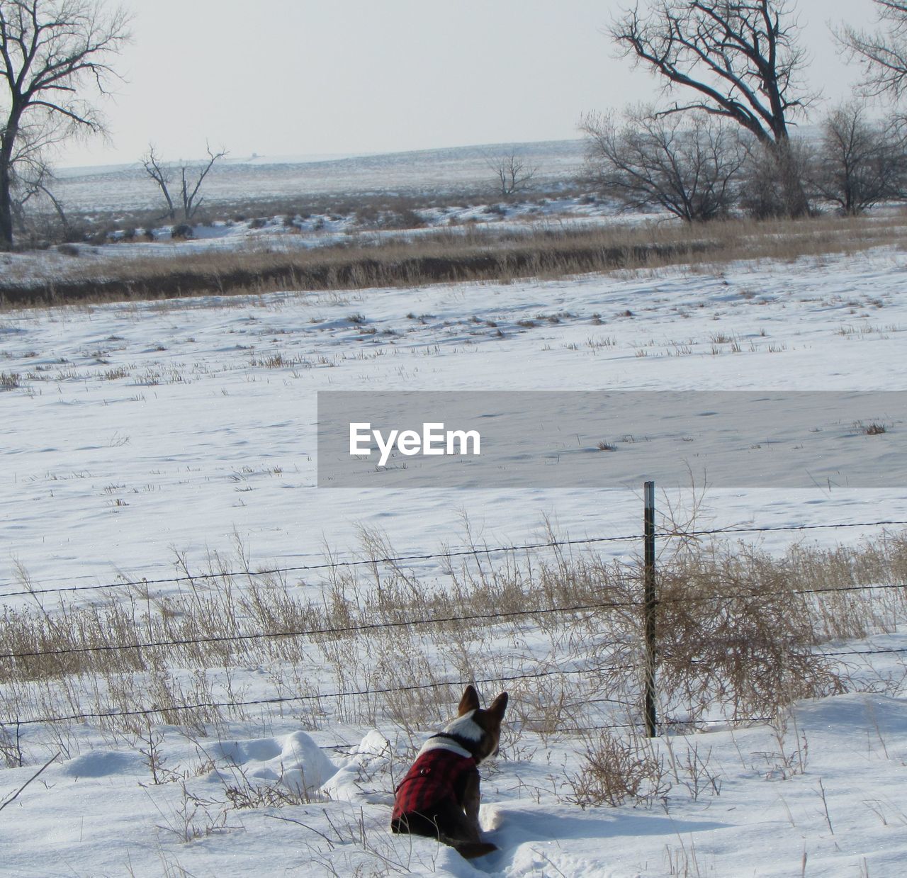 Dog playing in snow covered field