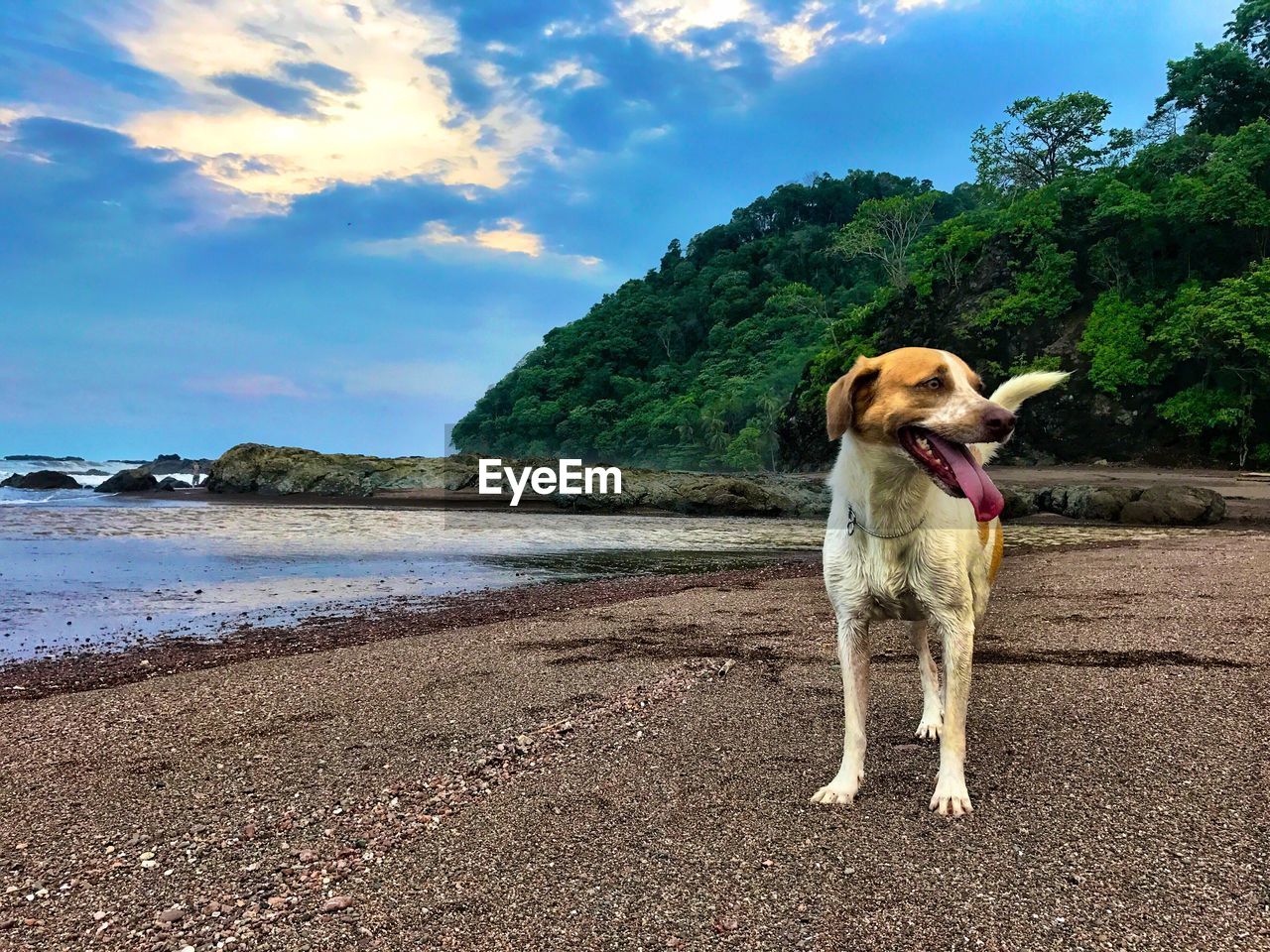 DOG ON WATER AGAINST SKY