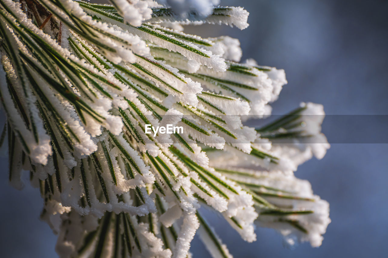 Pine needles with hoarfrost