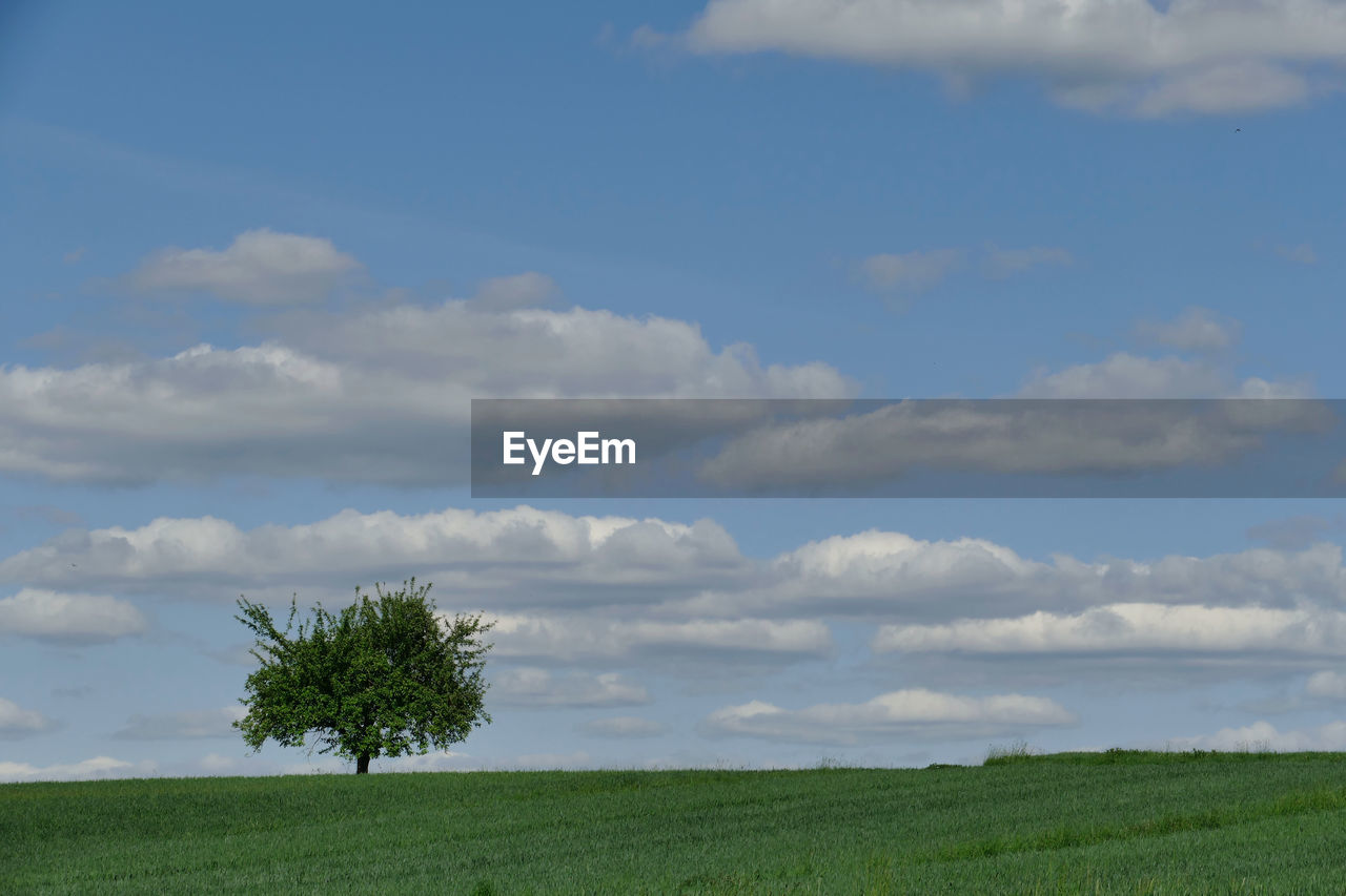 Tree on field against sky