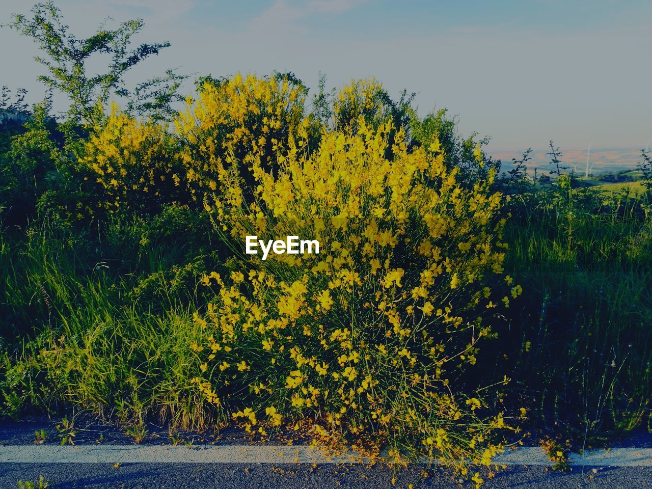 YELLOW FLOWERS GROWING ON TREE