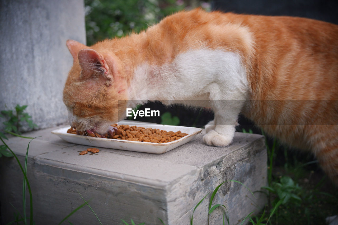 Cat eating dry food