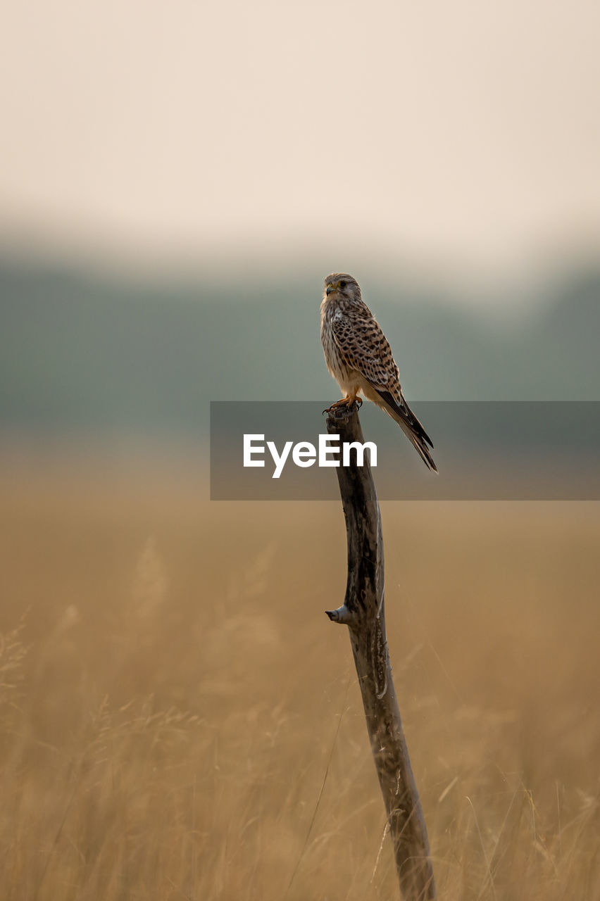 CLOSE-UP OF A BIRD PERCHING ON THE LAND