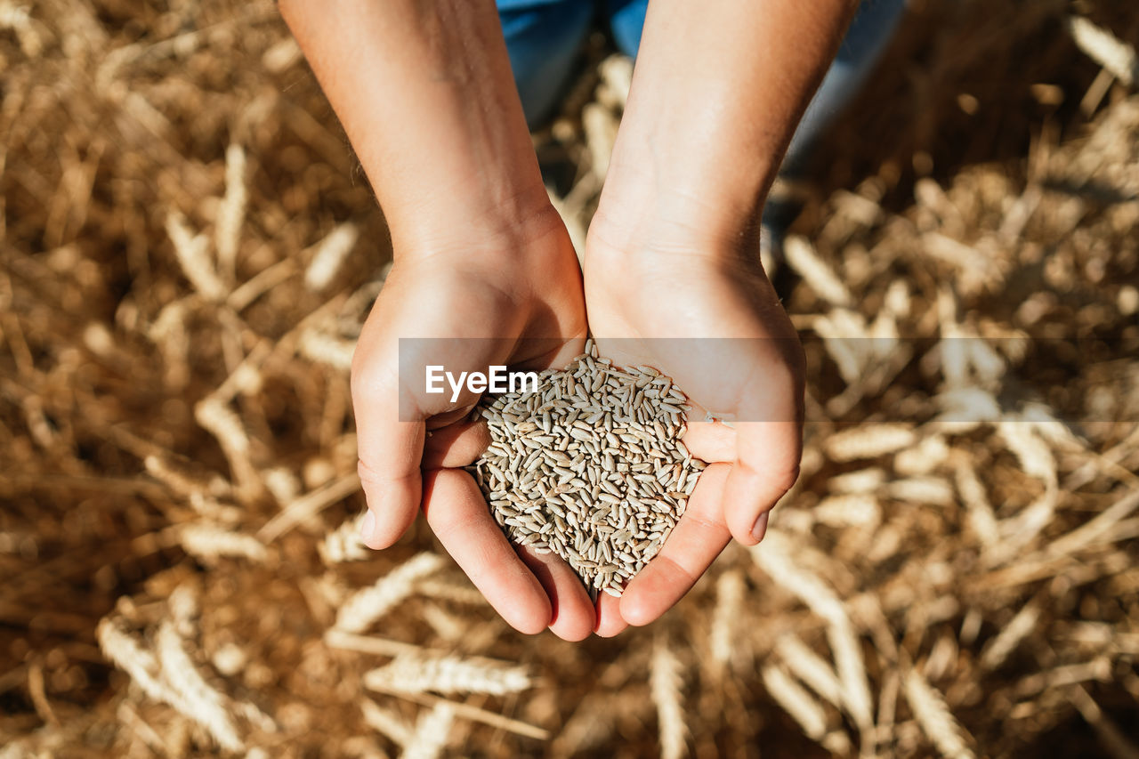 Top view of cropped female farmer in overalls standing in golden field with hands full of wheat grain