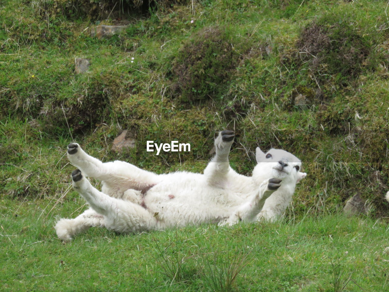 Sheep lying on grassy field