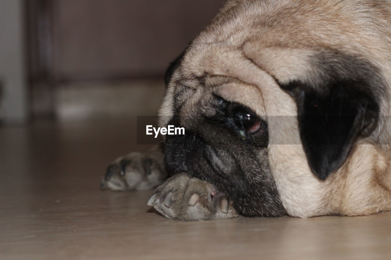 Close-up of a dog resting on floor at home