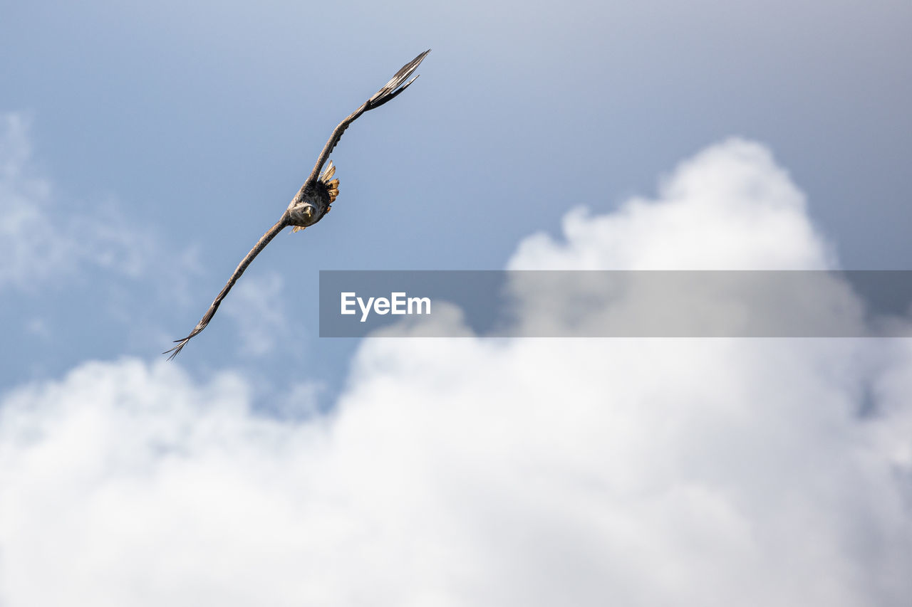 LOW ANGLE VIEW OF A BIRD FLYING