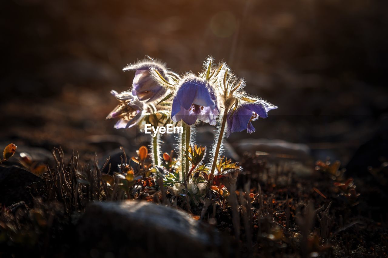 Close-up of dry flower on field