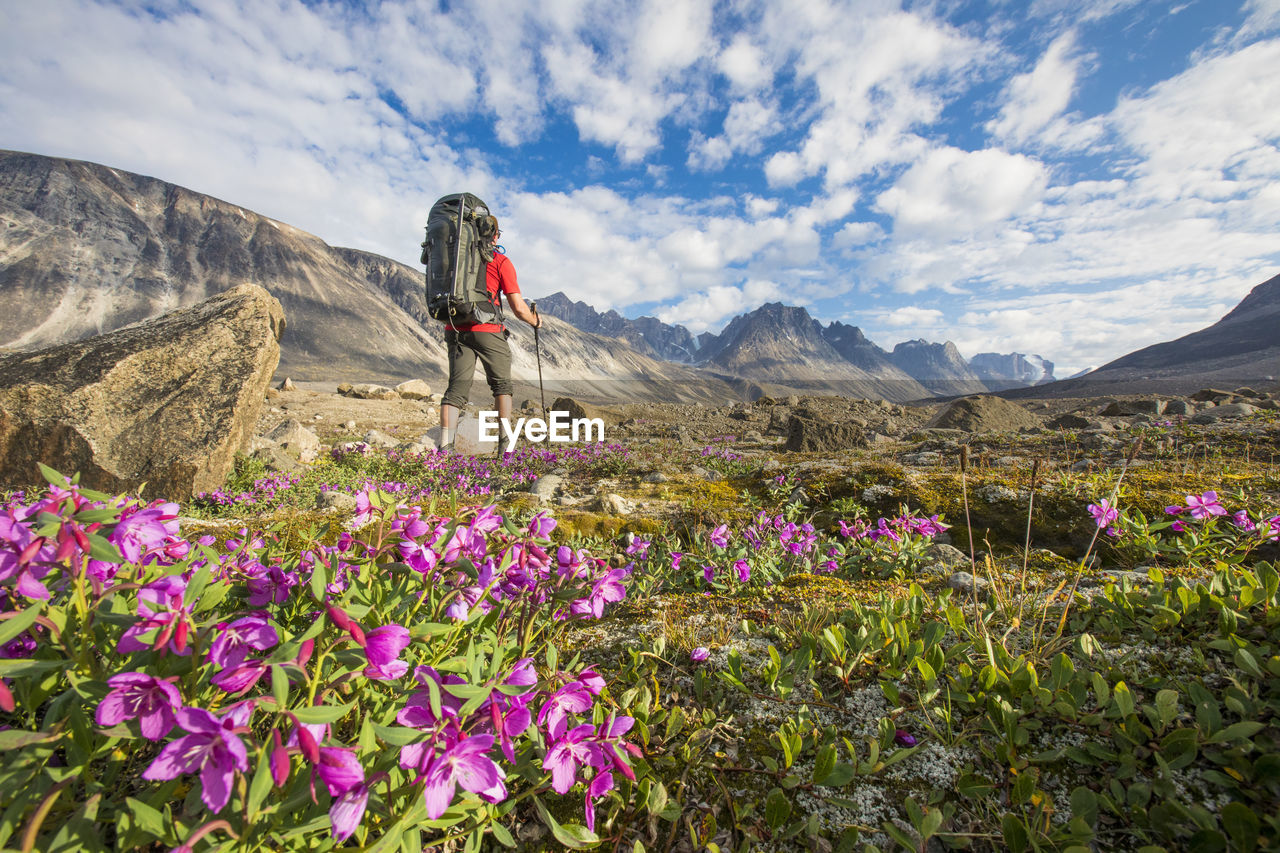 Rear view of backpacker hiking through lush alpine meadow, flowers