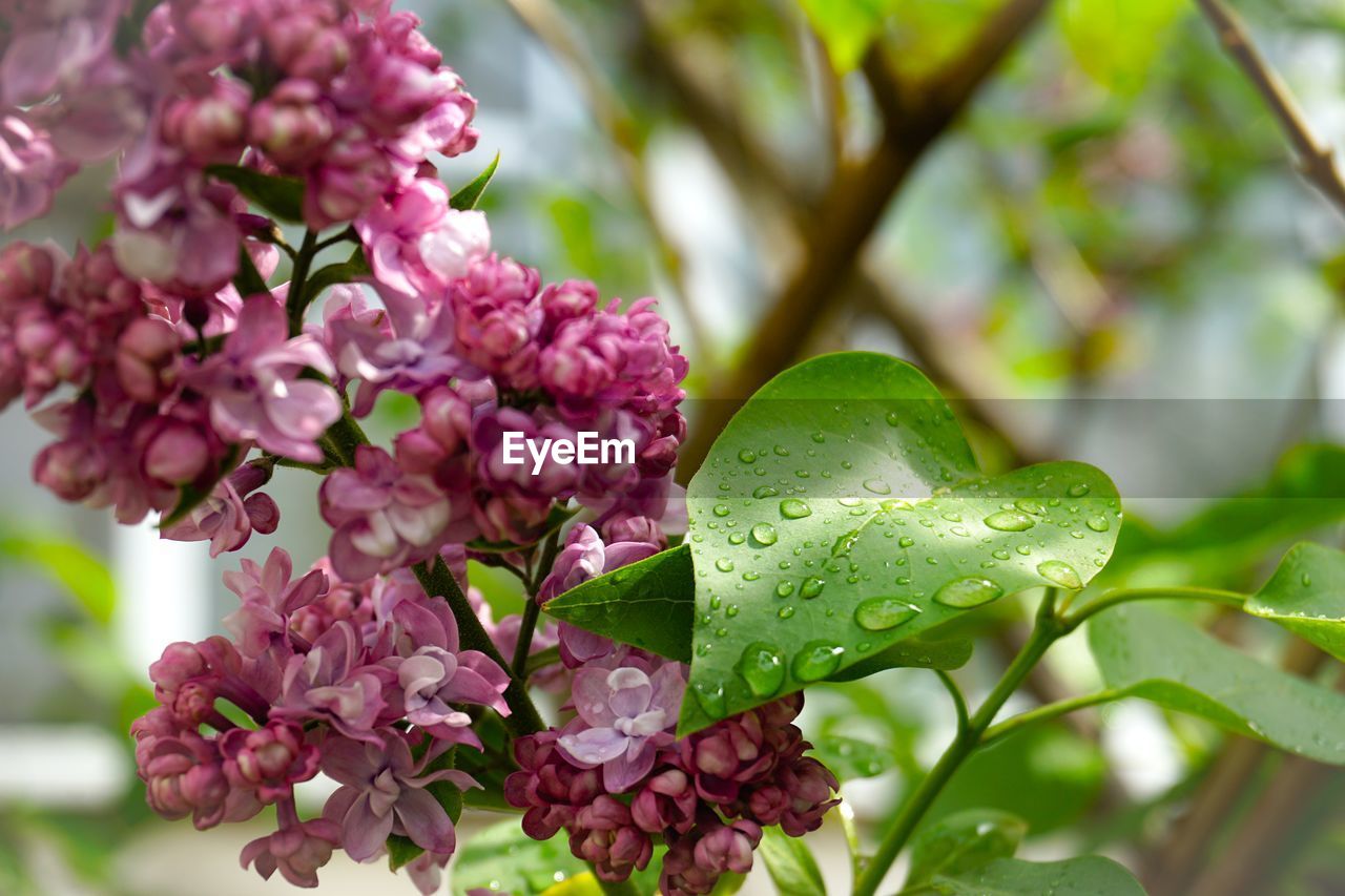 Close-up of pink flowering plant