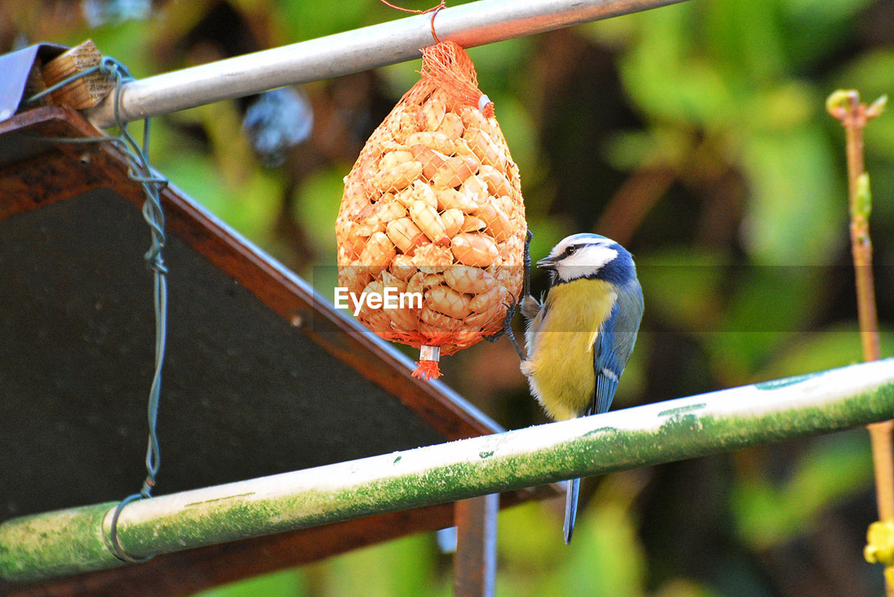 Titmouse eating peanuts. Titmouse Bird Vertebrate Focus On Foreground Perching Day Animal Wildlife Animal Animals In The Wild Outdoors One Animal Birds Animals Nature Feeding  Eating Peanuts Peanut