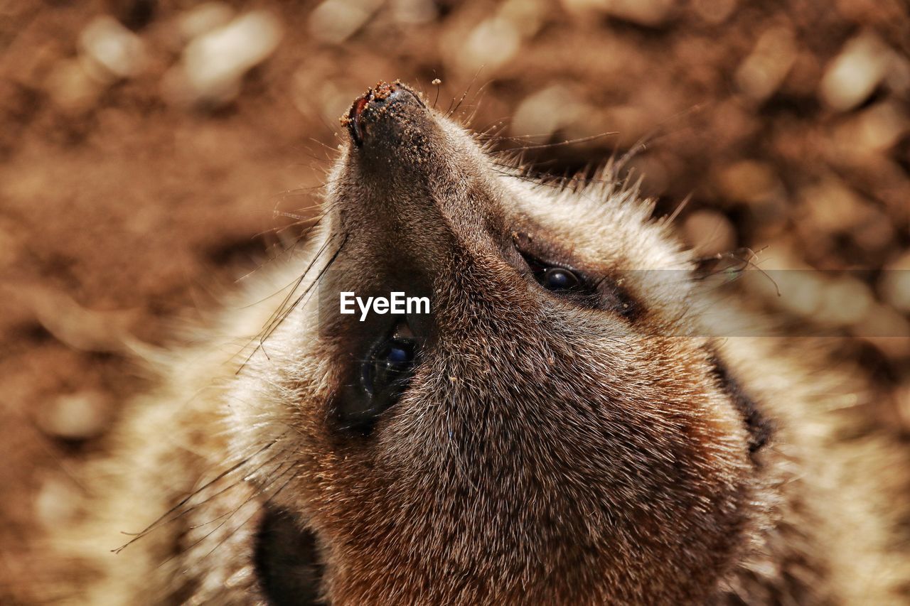 CLOSE-UP OF BROWN