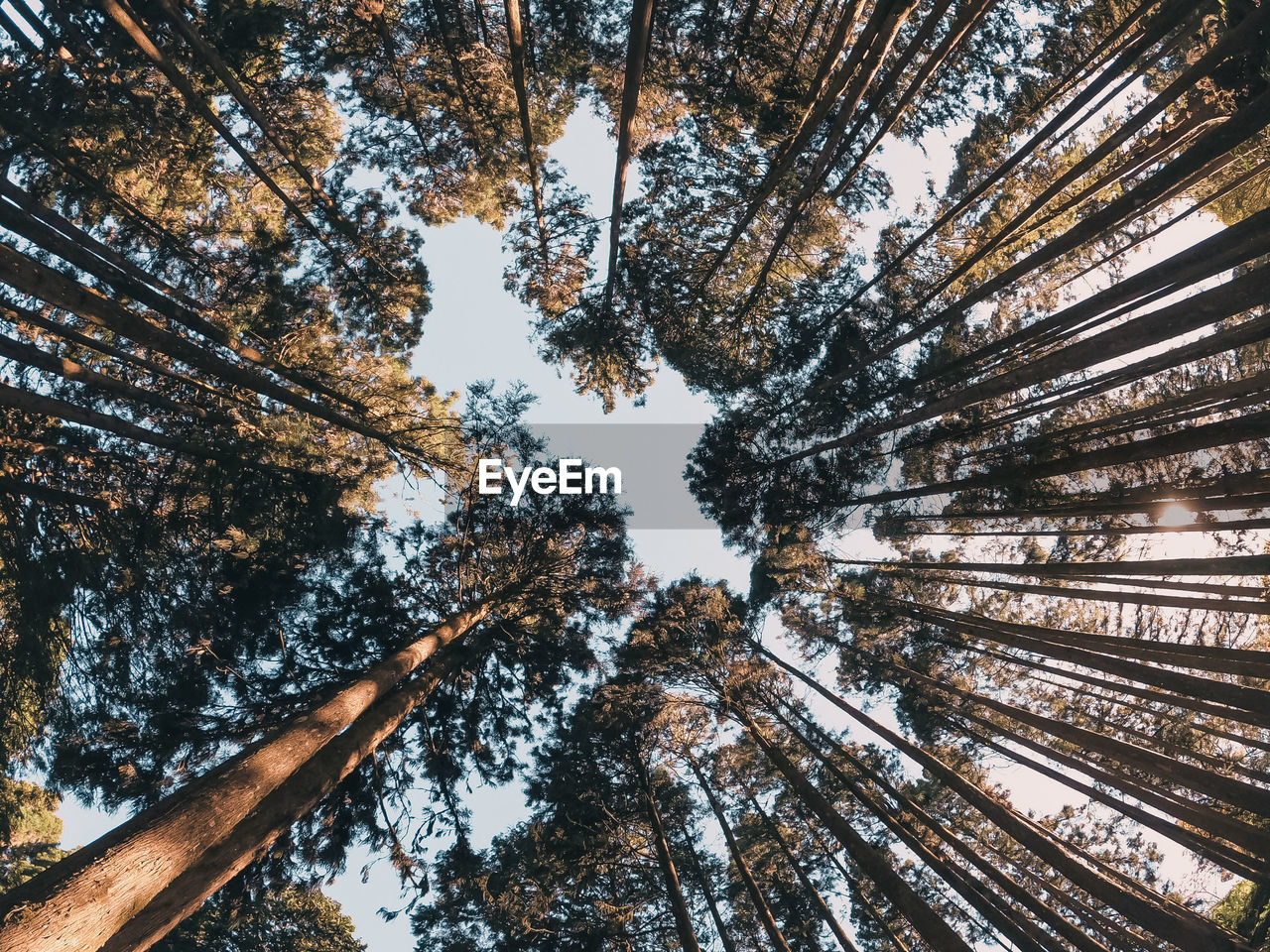 LOW ANGLE VIEW OF TREE IN FOREST