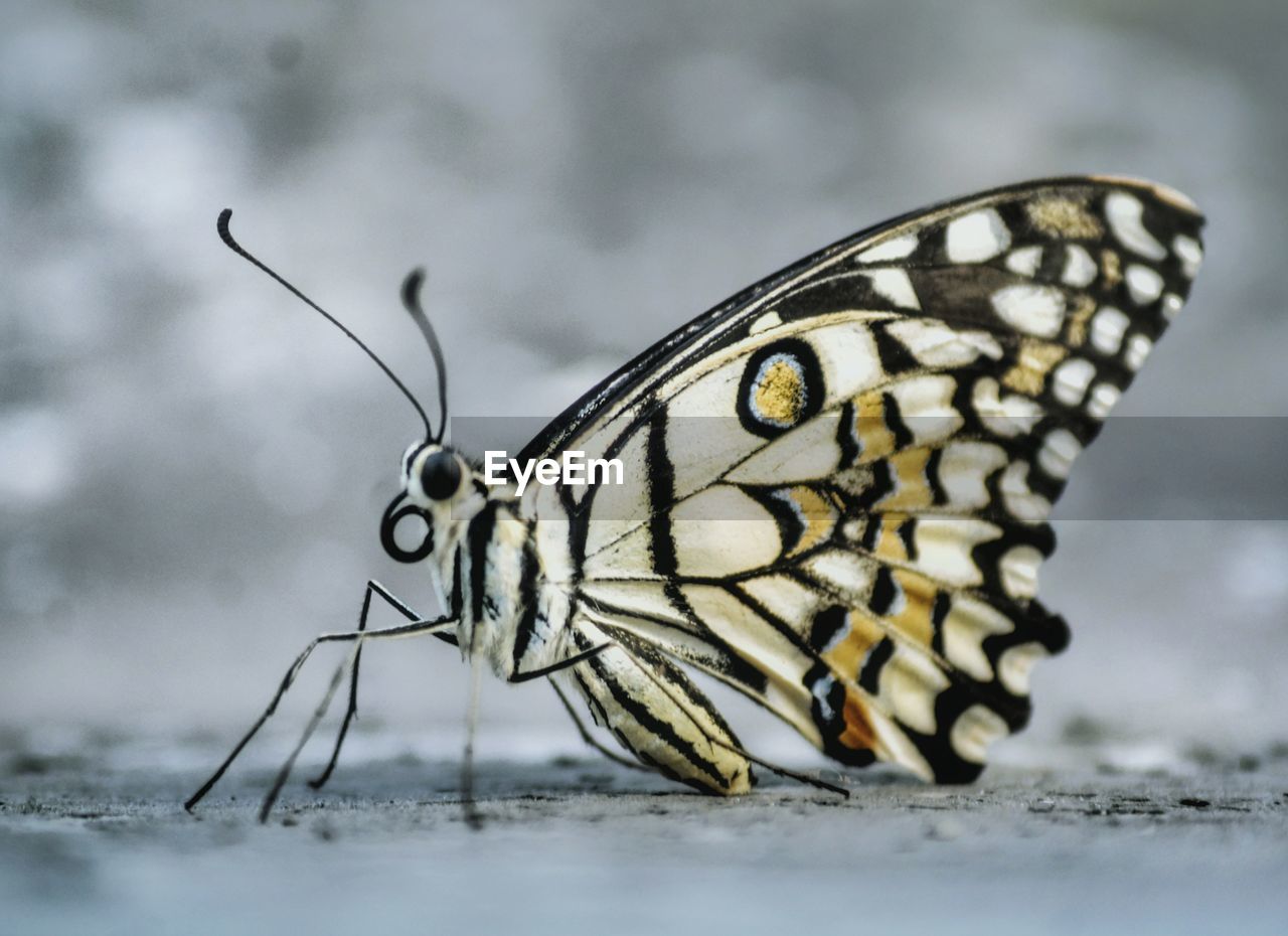 Close-up of butterfly