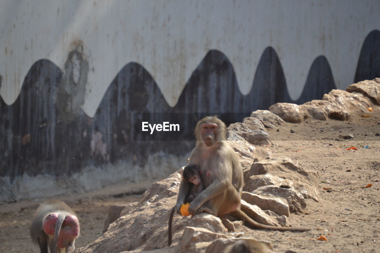 MONKEY SITTING ON ROCK AT SHORE