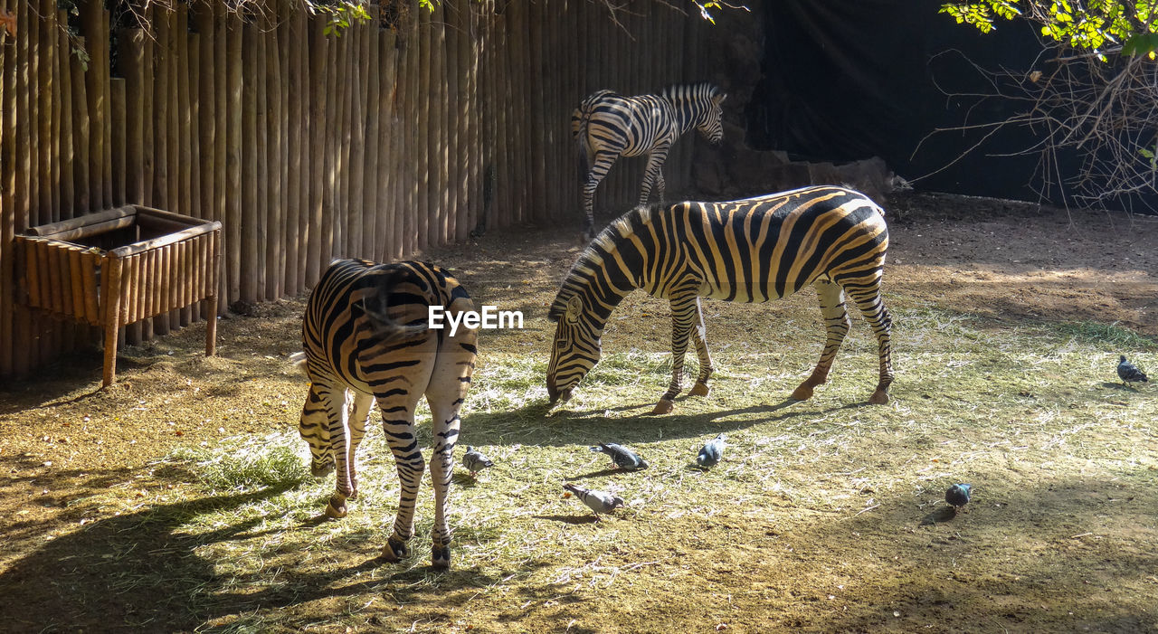 Zebras in a zoo