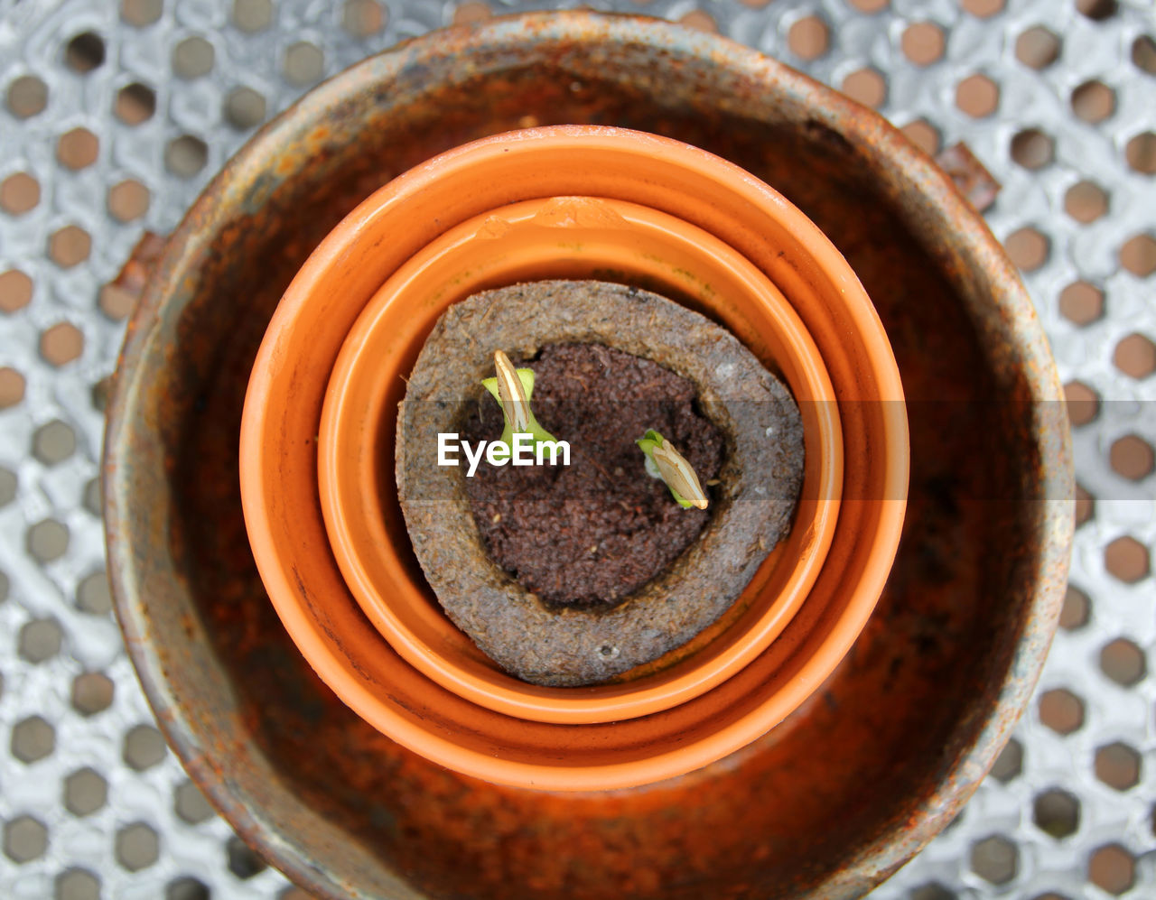 High angle view of potted plant in pot