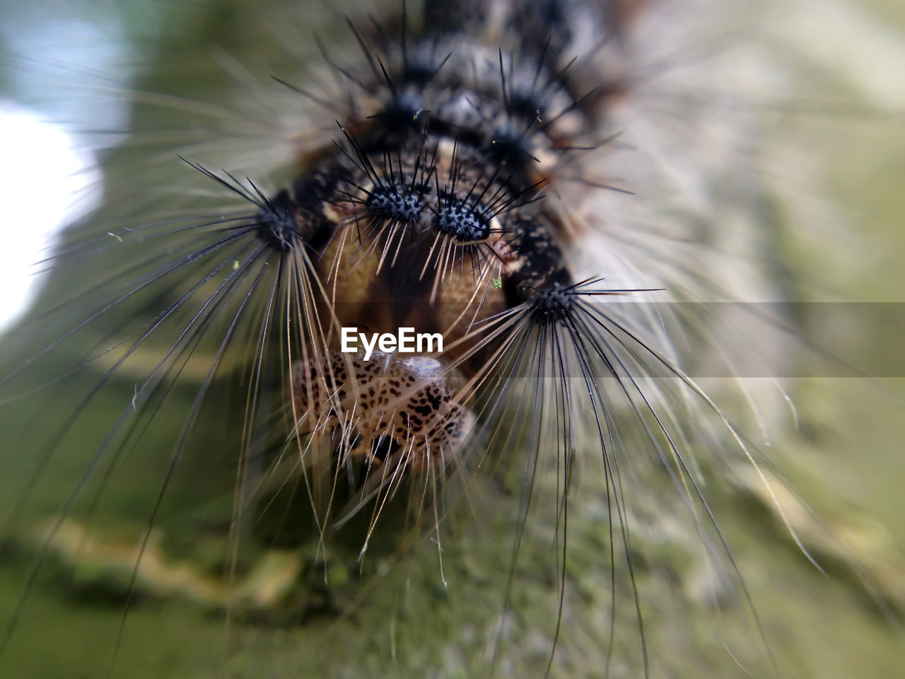 Close-up of caterpillar