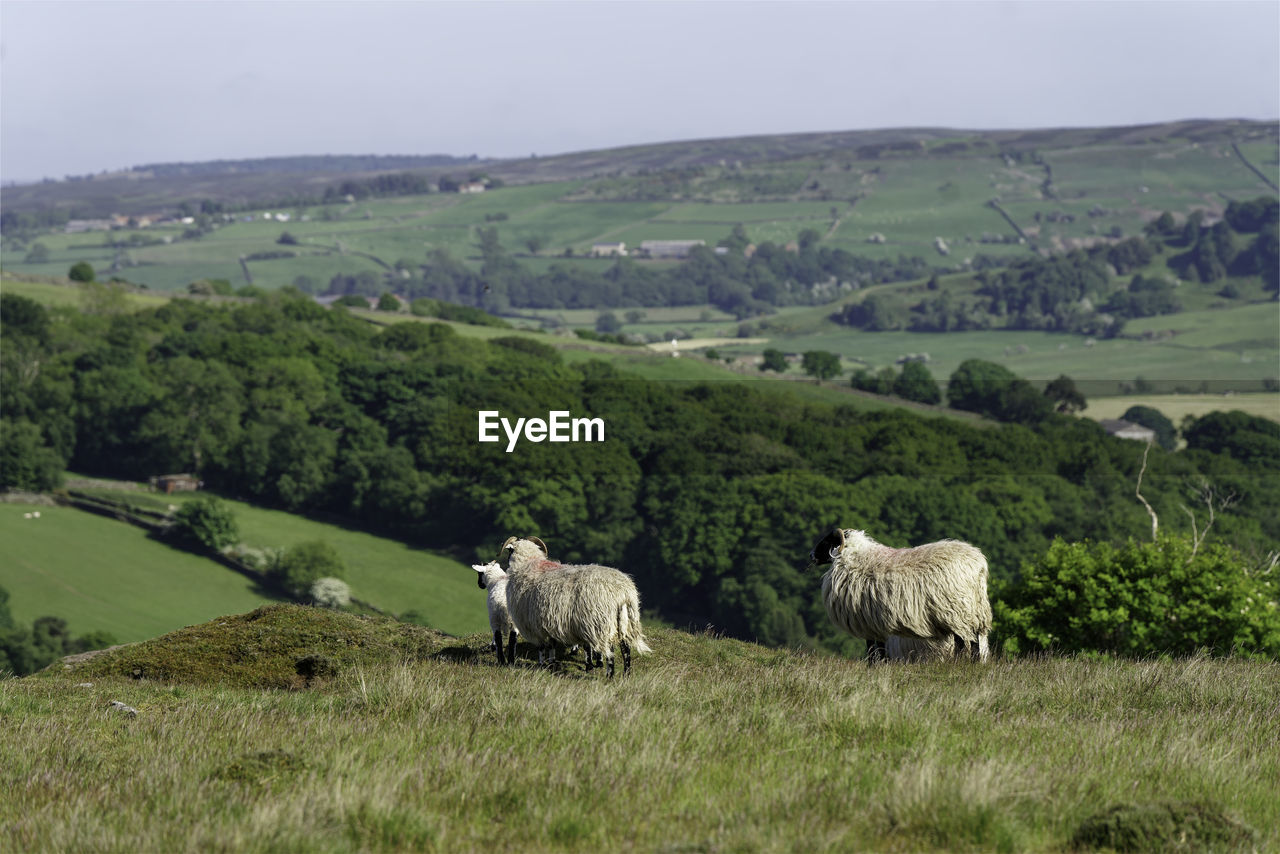 Sheep grazing on field