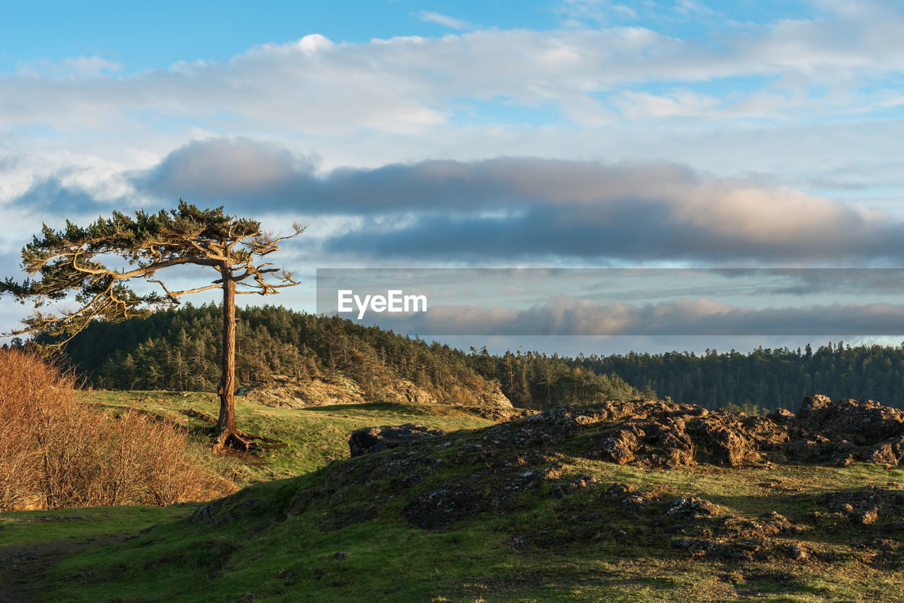 Trees on field against sky