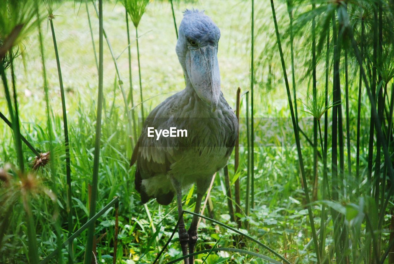 Close-up of bird on field