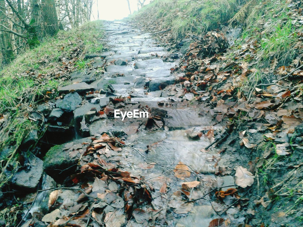 STREAM PASSING THROUGH FOREST