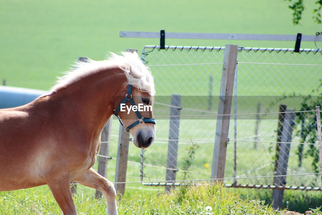 HORSE ON FIELD