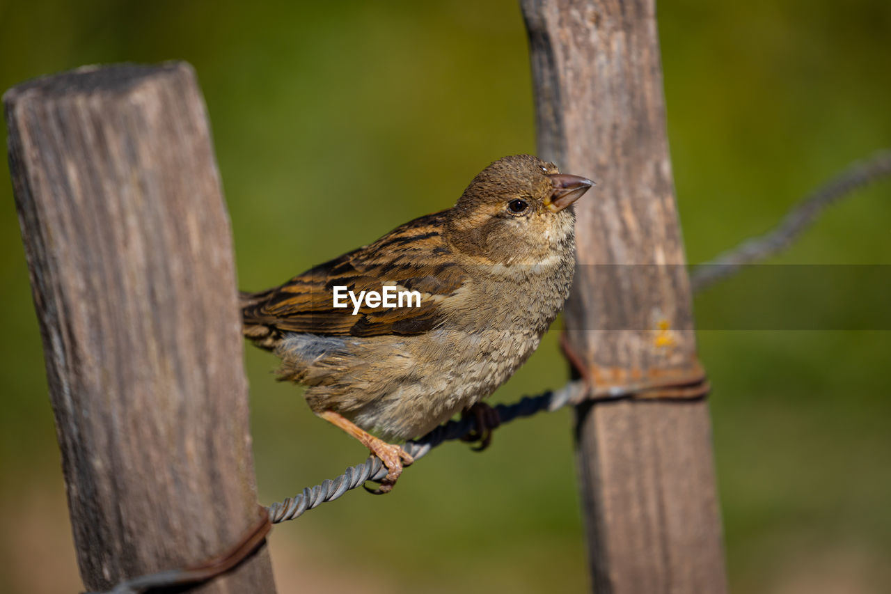 BIRD PERCHING ON WOODEN POST