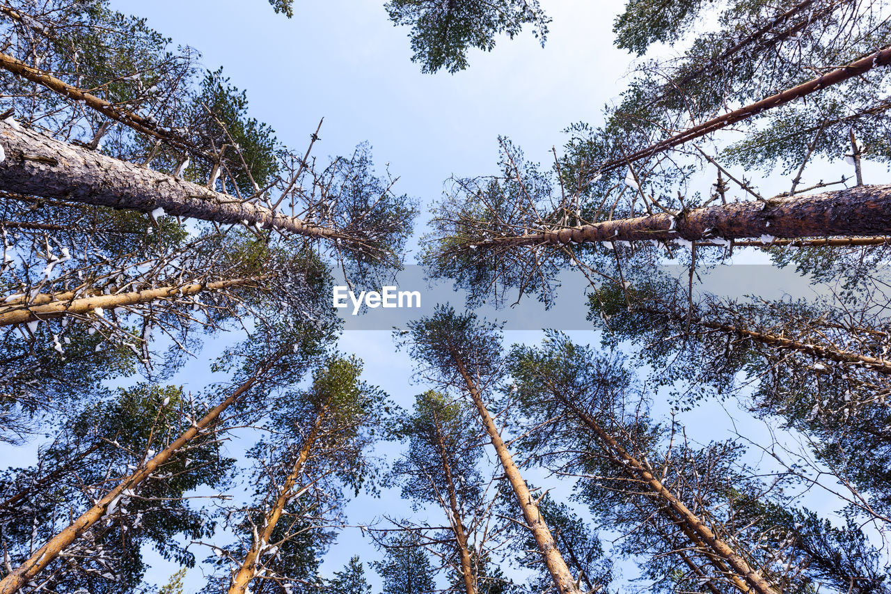 Low angle view of trees against sky