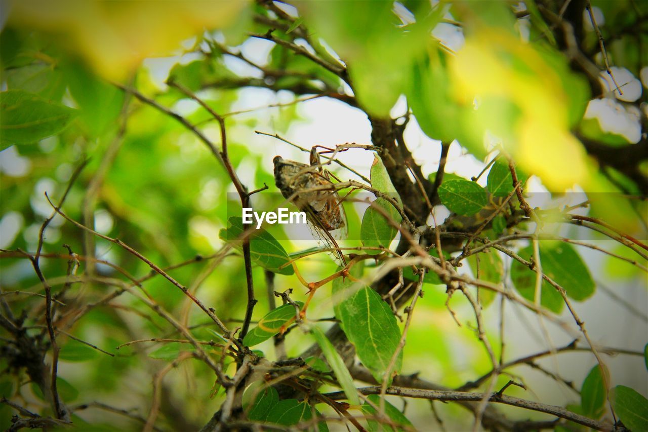 Close-up of insect on tree