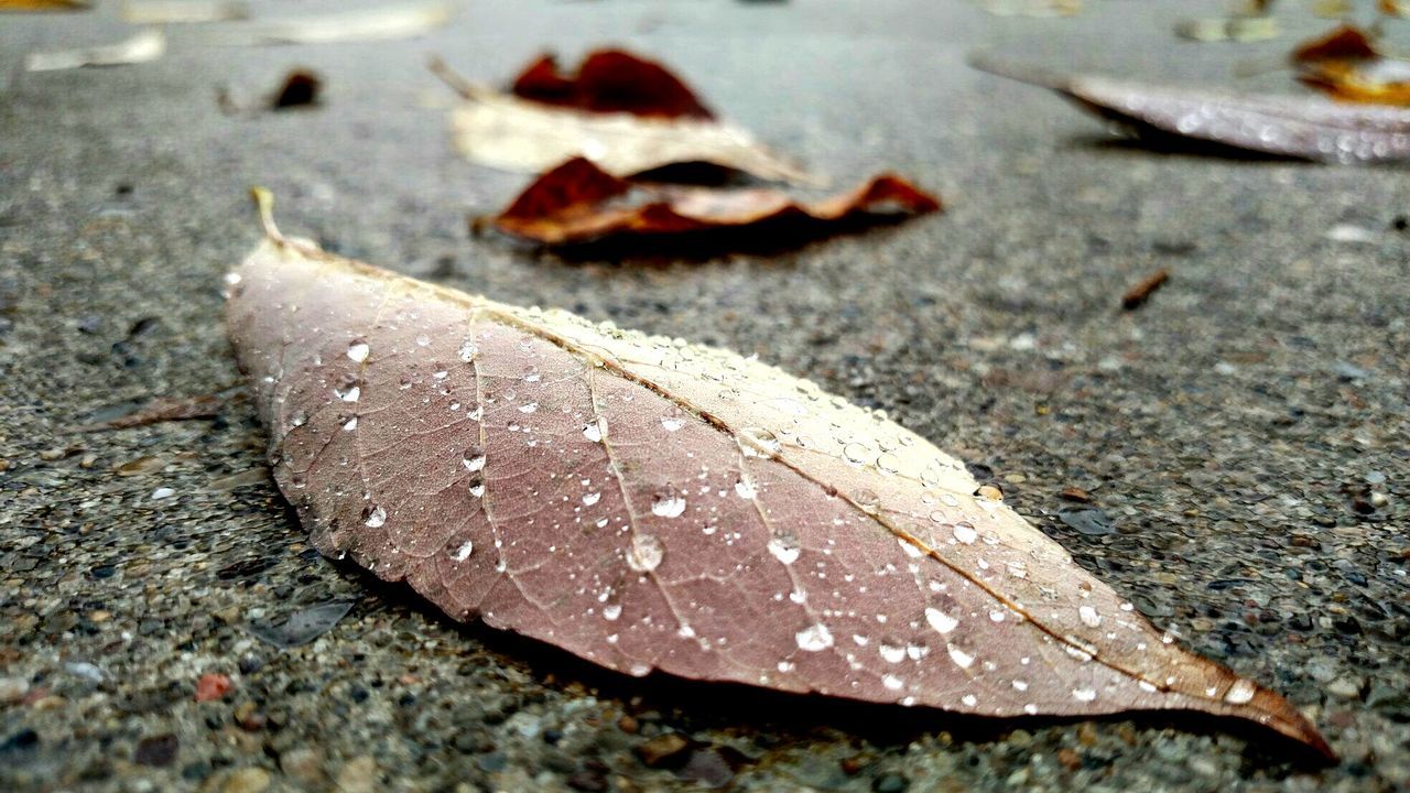 Close-up wet dry leaf on road