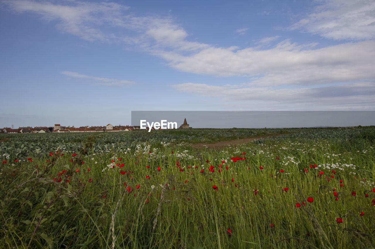 SCENIC VIEW OF GRASSY FIELD AGAINST SKY