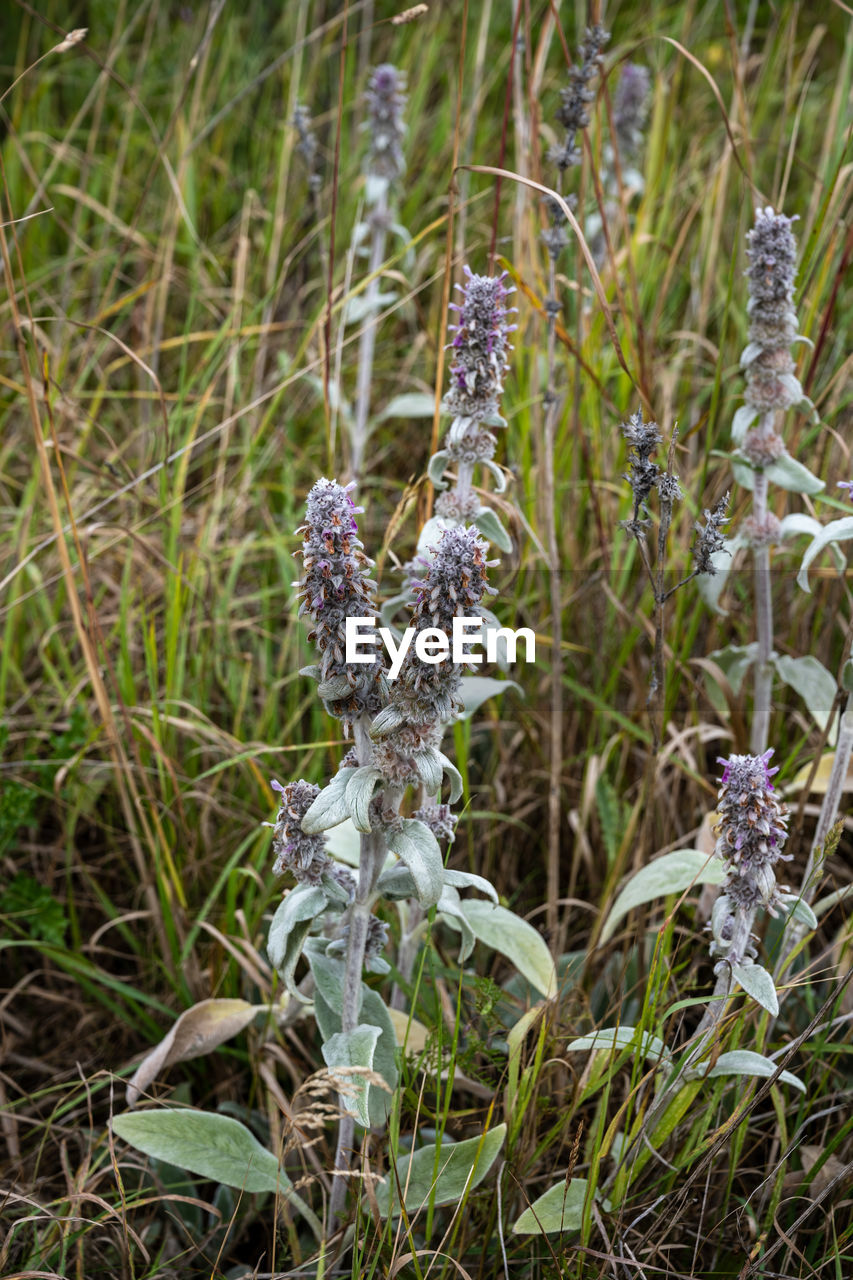 plant, flower, growth, nature, grass, wildflower, land, no people, beauty in nature, flowering plant, day, field, close-up, focus on foreground, outdoors, prairie, tranquility, lavender, fragility, animal, green