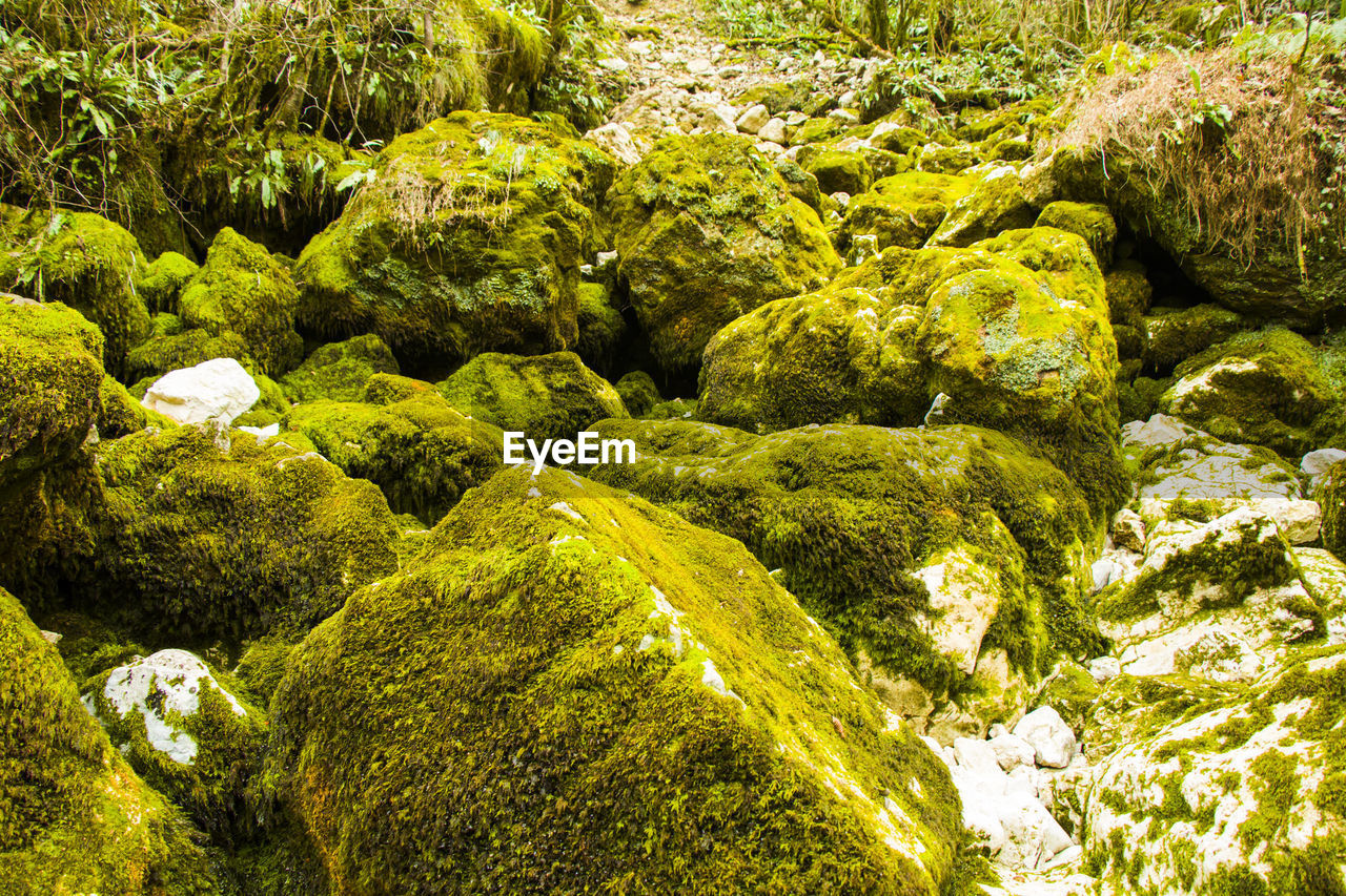Moss on the rocks, nature background, green moss color texture