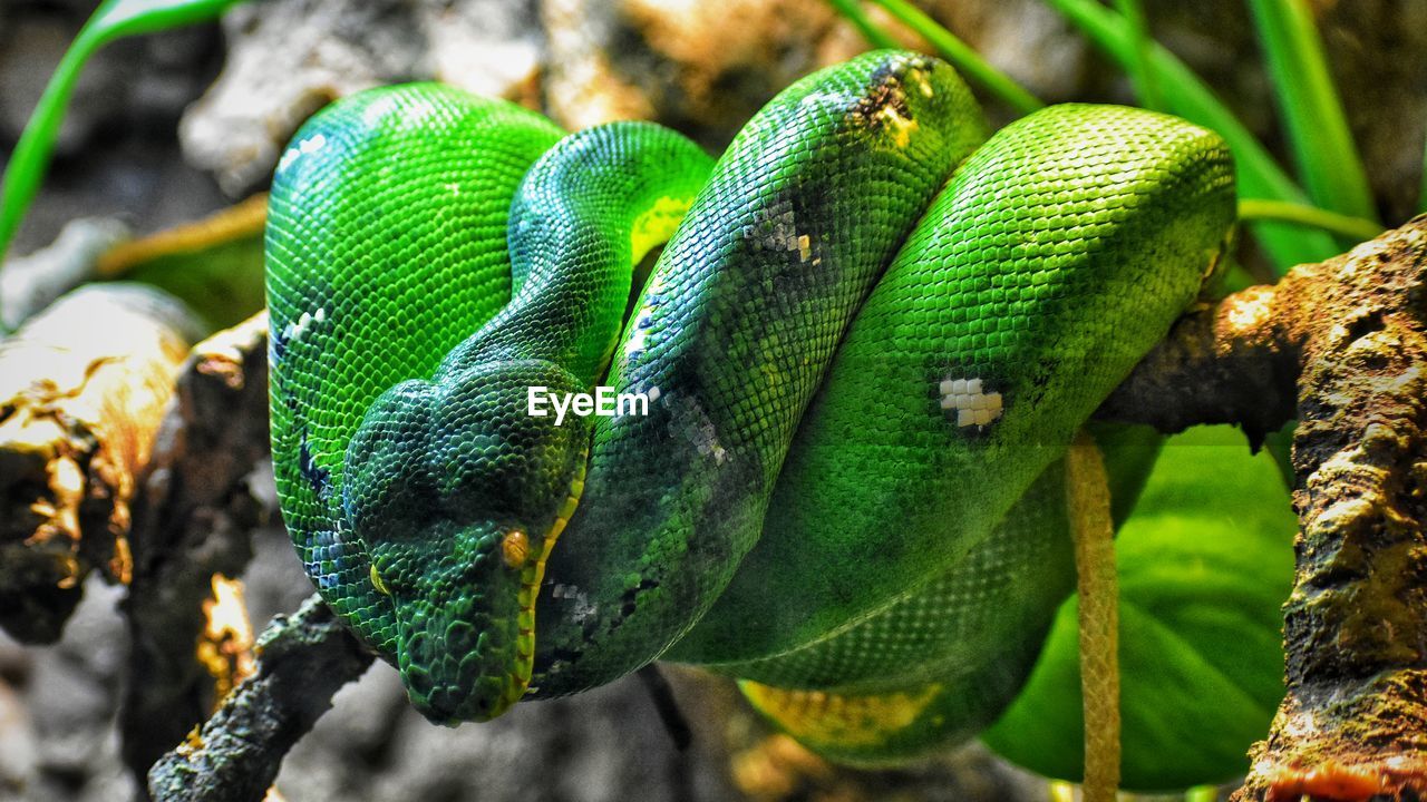 Close-up of green python