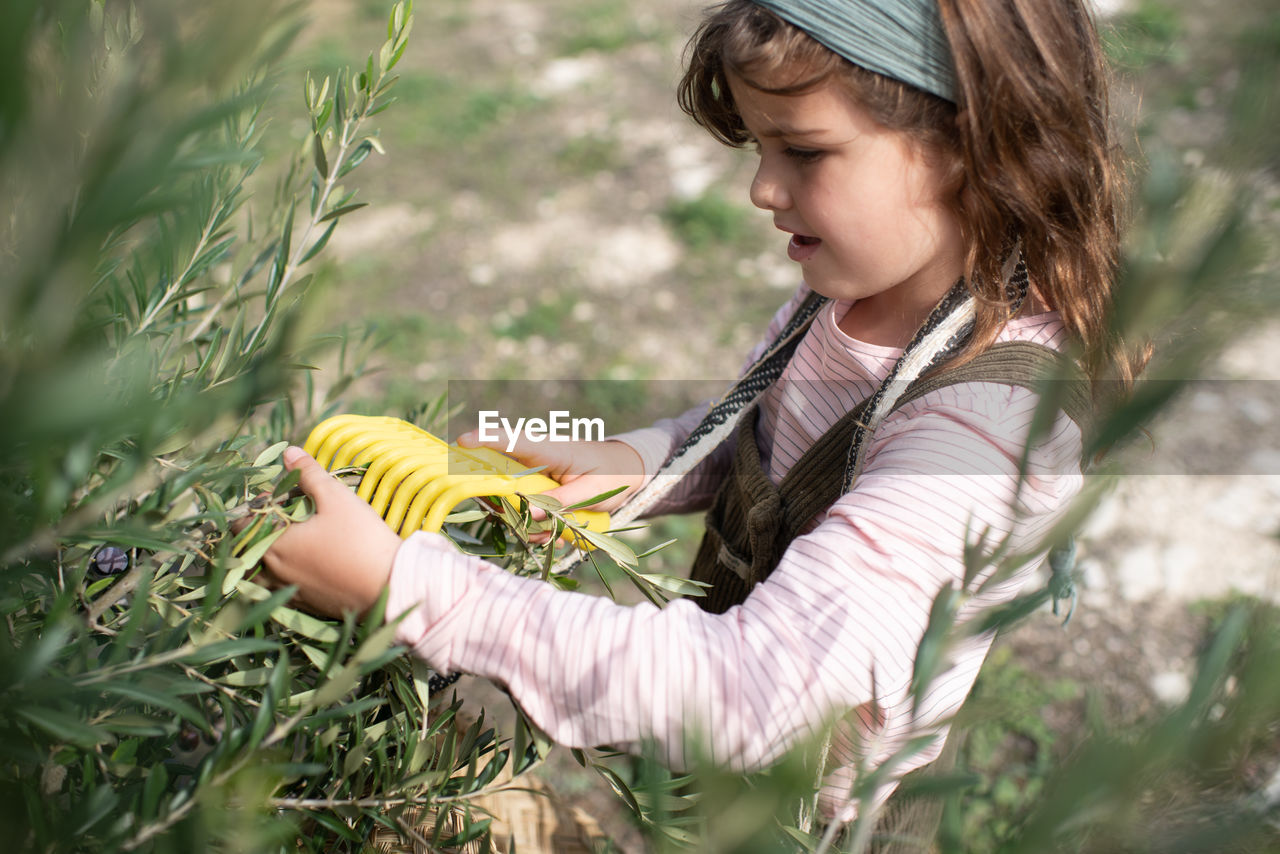 From above of cute little girl in casual clothes collecting fresh ripe olives from tree into straw basket while working in plantation on sunny day